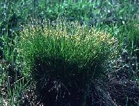 Image of Carex bromoides subsp. bromoides