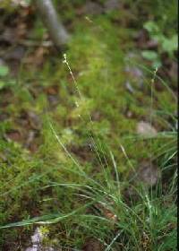 Image of Carex brunnescens subsp. sphaerostachya