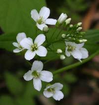 Cardamine bulbosa image