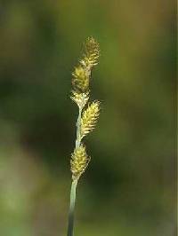 Image of Carex canescens
