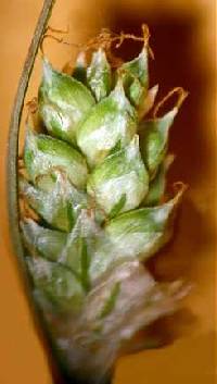 Carex canescens image