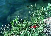 Image of Carex capillaris