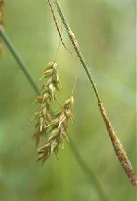 Carex castanea image