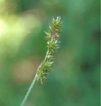 Image of Carex cephaloidea