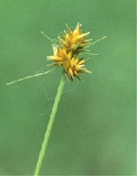 Image of Carex cephalophora