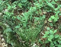 Carex communis image