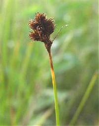 Image of Carex crawfordii