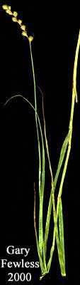 Image of Carex cristatella