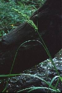 Image of Carex crus-corvi