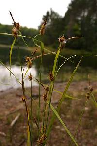Image of Carex flava