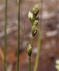 Image of Carex cumulata