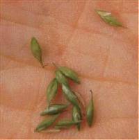 Carex debilis image