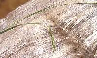 Carex debilis image