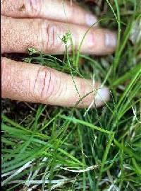 Image of Carex deflexa var. deflexa