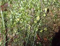 Carex disperma image