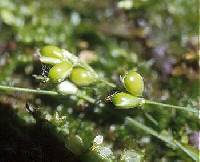 Image of Carex disperma