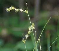 Carex echinodes image