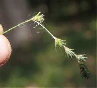 Image of Carex echinodes