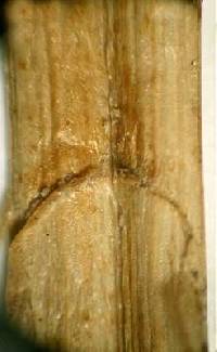 Carex emoryi image