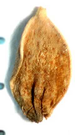 Carex emoryi image