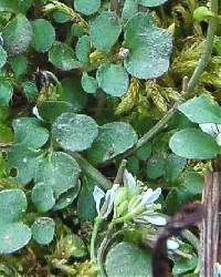 Cardamine flexuosa image
