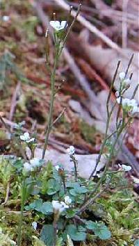 Image of Cardamine flexuosa