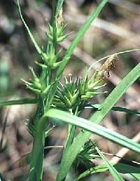 Image of Carex folliculata
