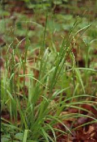 Image of Carex gracillima