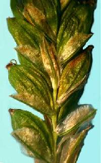 Carex gracillima image