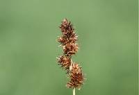 Image of Carex gravida