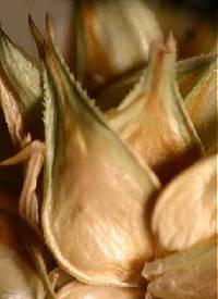 Carex gravida image