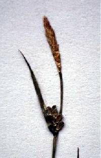 Image of Carex gracilescens