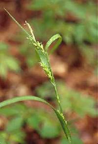 Image of Carex grisea