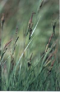 Image of Carex haydenii