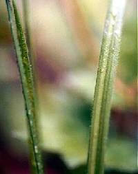 Carex hirtifolia image