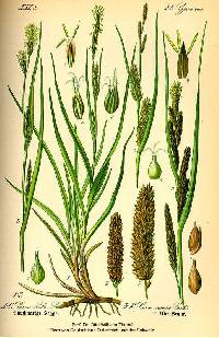 Carex hirta image