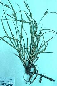 Image of Carex hirta