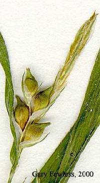 Image of Carex hitchcockiana