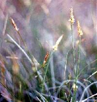 Image of Carex inops