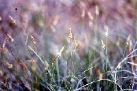 Image of Carex pensylvanica