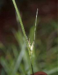 Image of Carex jamesii