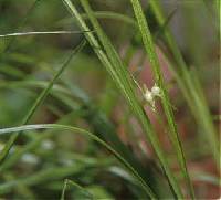 Carex jamesii image