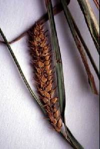 Image of Carex laeviconica