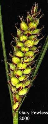Image of Carex lasiocarpa subsp. americana