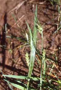 Image of Carex leptonervia
