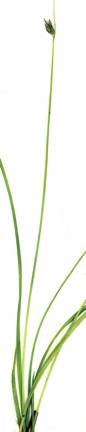 Carex leptalea subsp. leptalea image