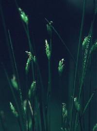 Image of Carex leptalea subsp. leptalea
