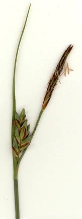Image of Carex livida