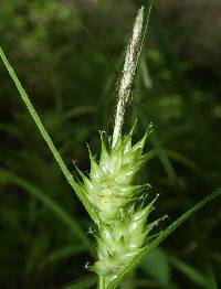 Carex lupulina image