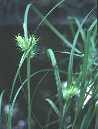 Image of Carex lupulina